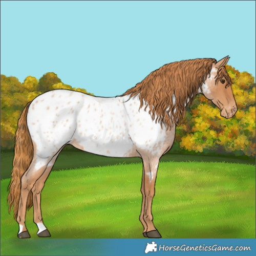 Horse Color:Red Roan Appaloosa 