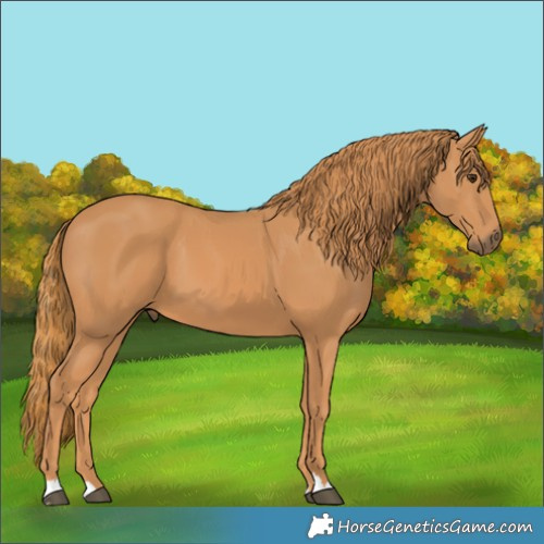 Horse Color:Chestnut 