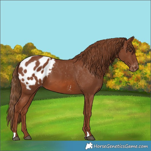 Horse Color:Chestnut Appaloosa