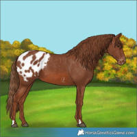 Horse Color:Chestnut Appaloosa 