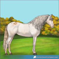 Horse Color:Chestnut Appaloosa 