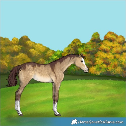 Horse Color:White Spotted Chocolate Buckskin Dun Splash 