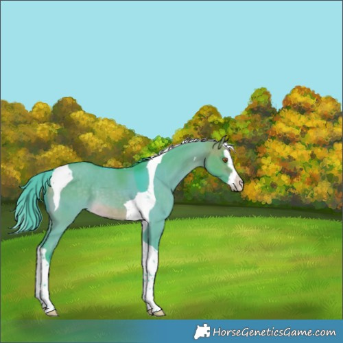 Horse Color:Watercolor Buckskin Dun Splash Tobiano Rabicano 