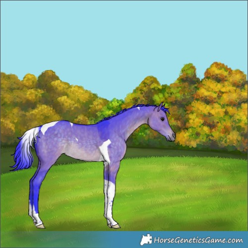 Horse Color:Watercolor Brown Dun Tobiano Rabicano 
