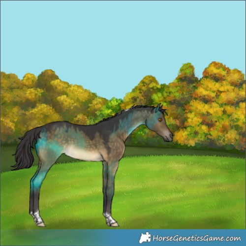 Horse Color:Buckskin Dun Tobiano Rabicano 