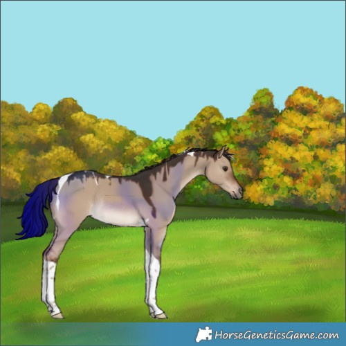 Horse Color:Liver Red Dun Tobiano Rabicano 