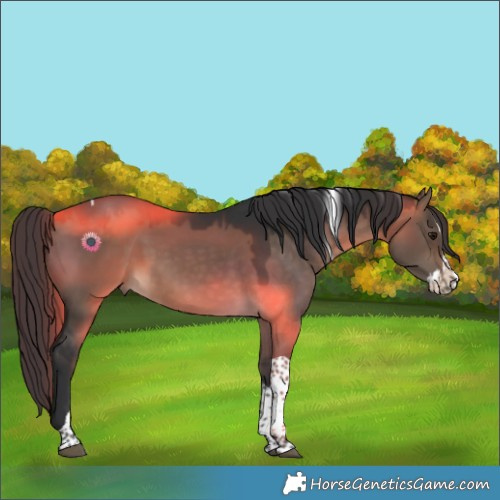 Horse Color:Brown Dun Splash Tobiano Rabicano 