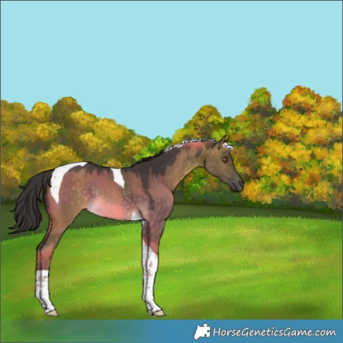Horse Color:Buckskin Dun Tobiano Rabicano 