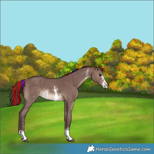 Horse Color:Painted Chocolate Brown Dun Sabino 