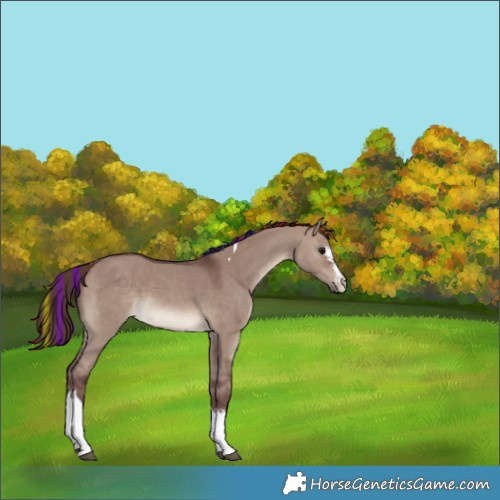 Horse Color:Painted Chocolate Bay Dun Sabino Tobiano 