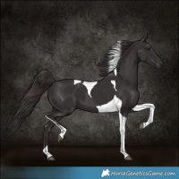 Horse Color:Liver Chestnut Tobiano 