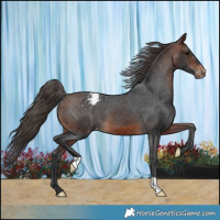 Horse Color:Brown Appaloosa 