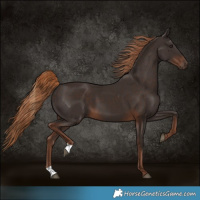 Horse Color:Liver Chestnut 