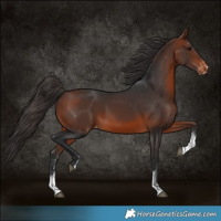 Horse Color:Bay Sabino Varnish 