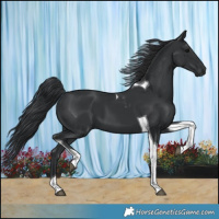 Horse Color:Black Tobiano 