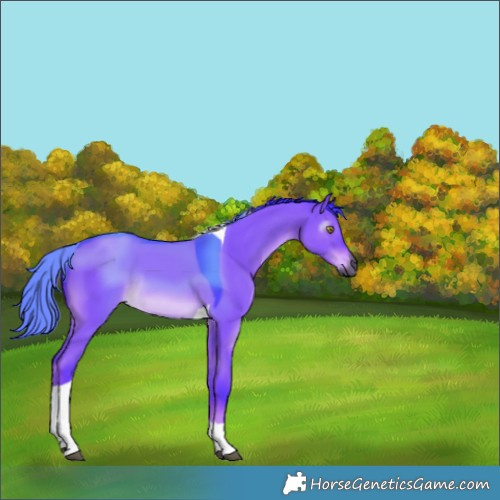 Horse Color:Gray Watercolor Liver Red Dun Tobiano Rabicano 