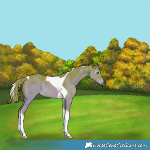 Horse Color:Gray Watercolor Liver Red Dun Tobiano Rabicano 