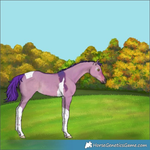 Horse Color:Gray Watercolor Liver Red Dun Tobiano Rabicano 