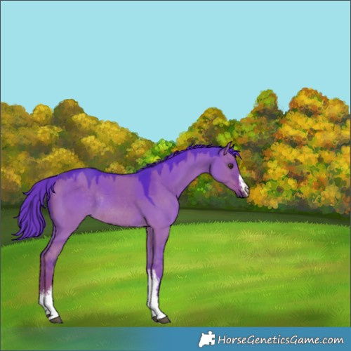 Horse Color:Watercolor White Spotted Liver Red Dun Rabicano 