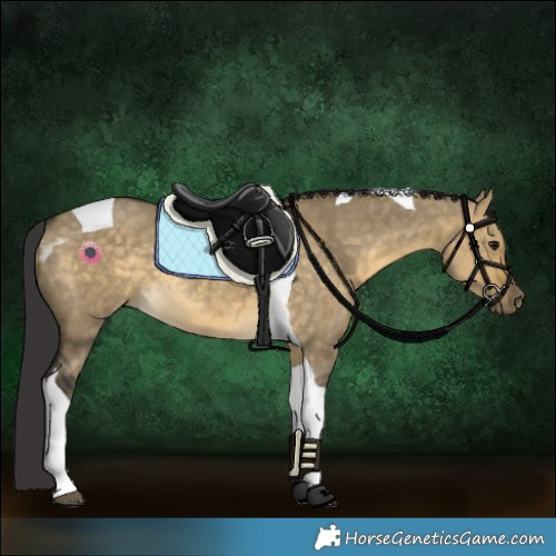 Horse Color:Buckskin Dun Tobiano Rabicano