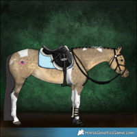 Horse Color:Buckskin Dun Tobiano Rabicano 