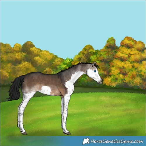 Horse Color:Gray Brown Dun Splash Rabicano 