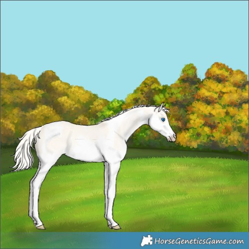 Horse Color:Cremello Dun Splash Tobiano Rabicano 