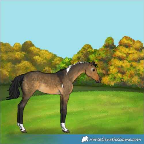 Horse Color:Gray Buckskin Dun Tobiano Rabicano 