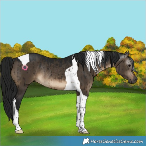 Horse Color:Gray Brown Dun Tobiano Rabicano Brindle 