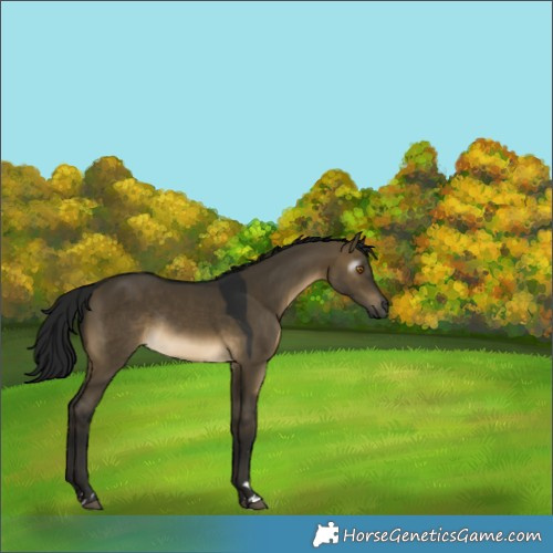 Horse Color:Gray Buckskin Dun Rabicano 