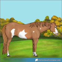 Horse Color:Chestnut Frame