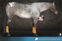 Horse Color:White Spotted Brown Roan Dun Brindle 