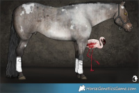 Horse Color:White Spotted Brown Roan Dun Brindle