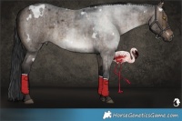 Horse Color:White Spotted Brown Roan Dun Brindle