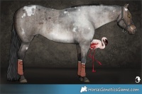 Horse Color:White Spotted Brown Roan Dun Brindle