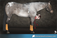 Horse Color:White Spotted Brown Roan Dun Brindle 