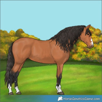 Horse Color:Bay 