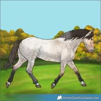 Horse Color:Bay Roan Dun 