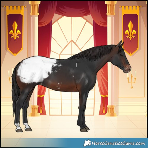 Horse Color:Brown Snowcap 