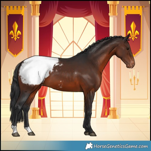 Horse Color:Brown Appaloosa