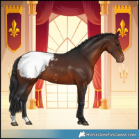 Horse Color:Brown Appaloosa 