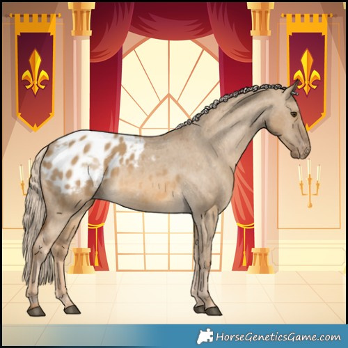 Horse Color:Chocolate Palomino Dun Appaloosa 