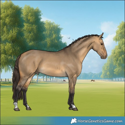 Horse Color:Buckskin Dun 