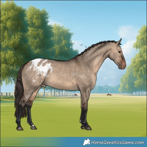 Horse Color:Brown Dun Appaloosa 