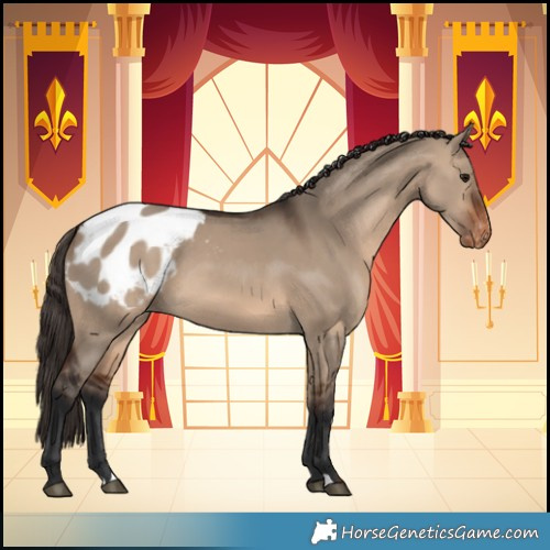 Horse Color:Brown Dun Appaloosa 