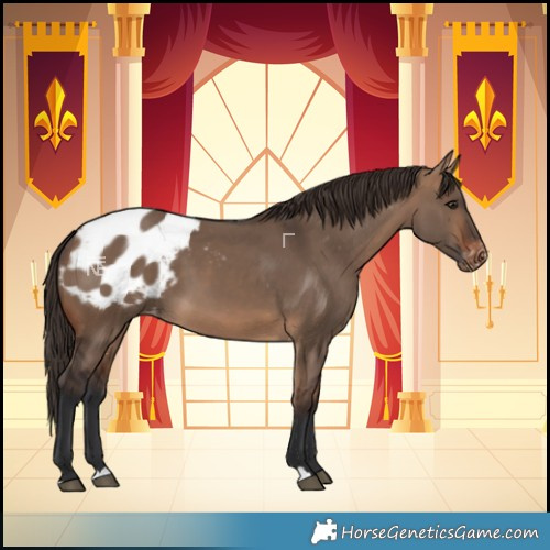 Horse Color:Brown Dun Blanket