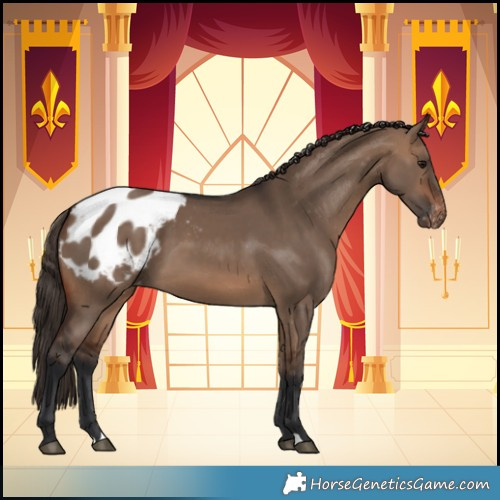 Horse Color:Brown Dun Blanket 