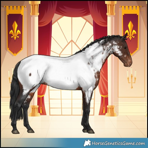 Horse Color:Brown Appaloosa