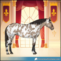 Horse Color:Brown Dun Near Leopard 