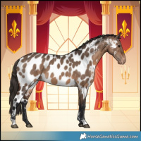 Horse Color:Brown Dun Appaloosa 